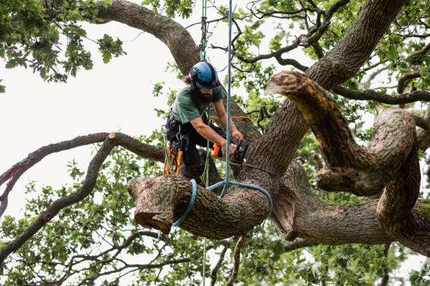 Tree and Shrub Care in Perryville, AR