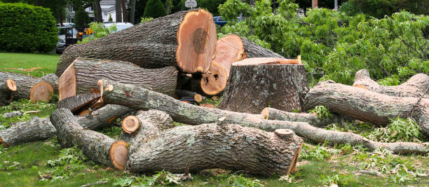 Best Tree Cabling and Bracing  in Perryville, AR